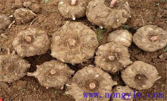 魔芋种植全指南 了解魔芋及其栽培技术要点