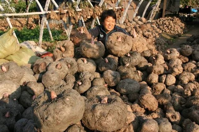 不种魔芋，照样年入几十万 一个农村小伙的“魔芋生意经”