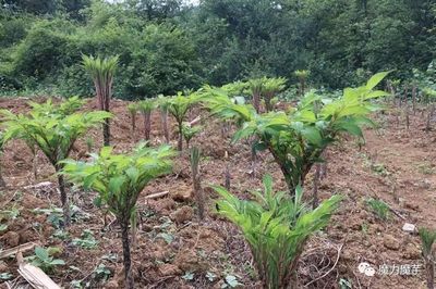 因地制宜 不同区域魔芋种植品种选择指南