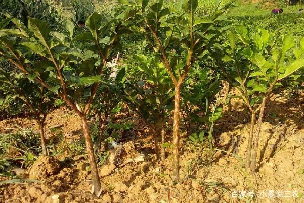 魔芋种植施肥技术 掌握正确方法才能高产