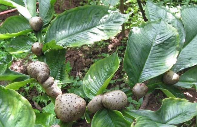魔芋种植全指南 从时间选择到科学管理