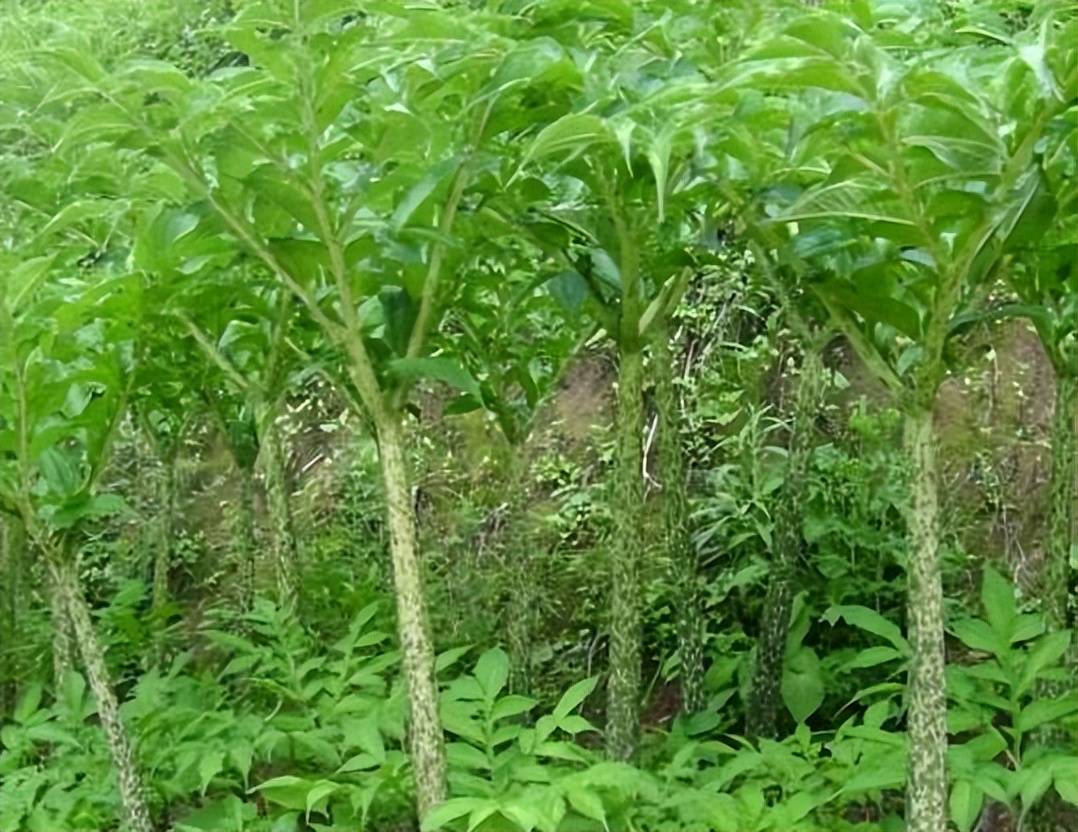 魔芋种植新篇章 九耕人魔芋与珠芽魔芋种的天然种植之道