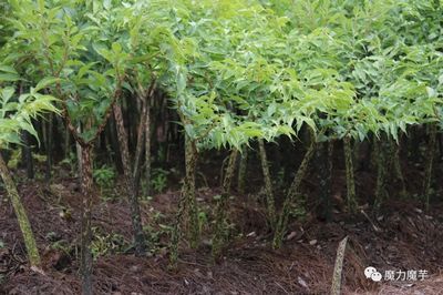 魔芋种植肥料管理全指南 用法、用量及施用时间
