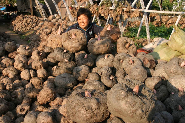 这些农作物暗含毒素，特别是第一种，虽好吃但危险——魔芋种植须知
