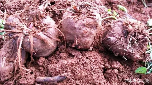 魔芋繁殖与种子处理全攻略 软腐病等病害这样防