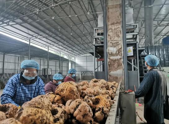 破解魔芋加工销售难题，降本增效助推产业升级