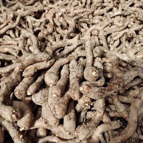 白魔芋种子批发直销 抗病易活的基地优选种源