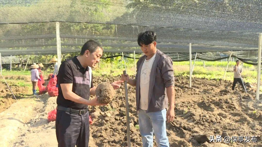 杨伟宇 深耕保亭农业的“田间CEO”，以魔芋种植探索乡村振兴“黄金路”